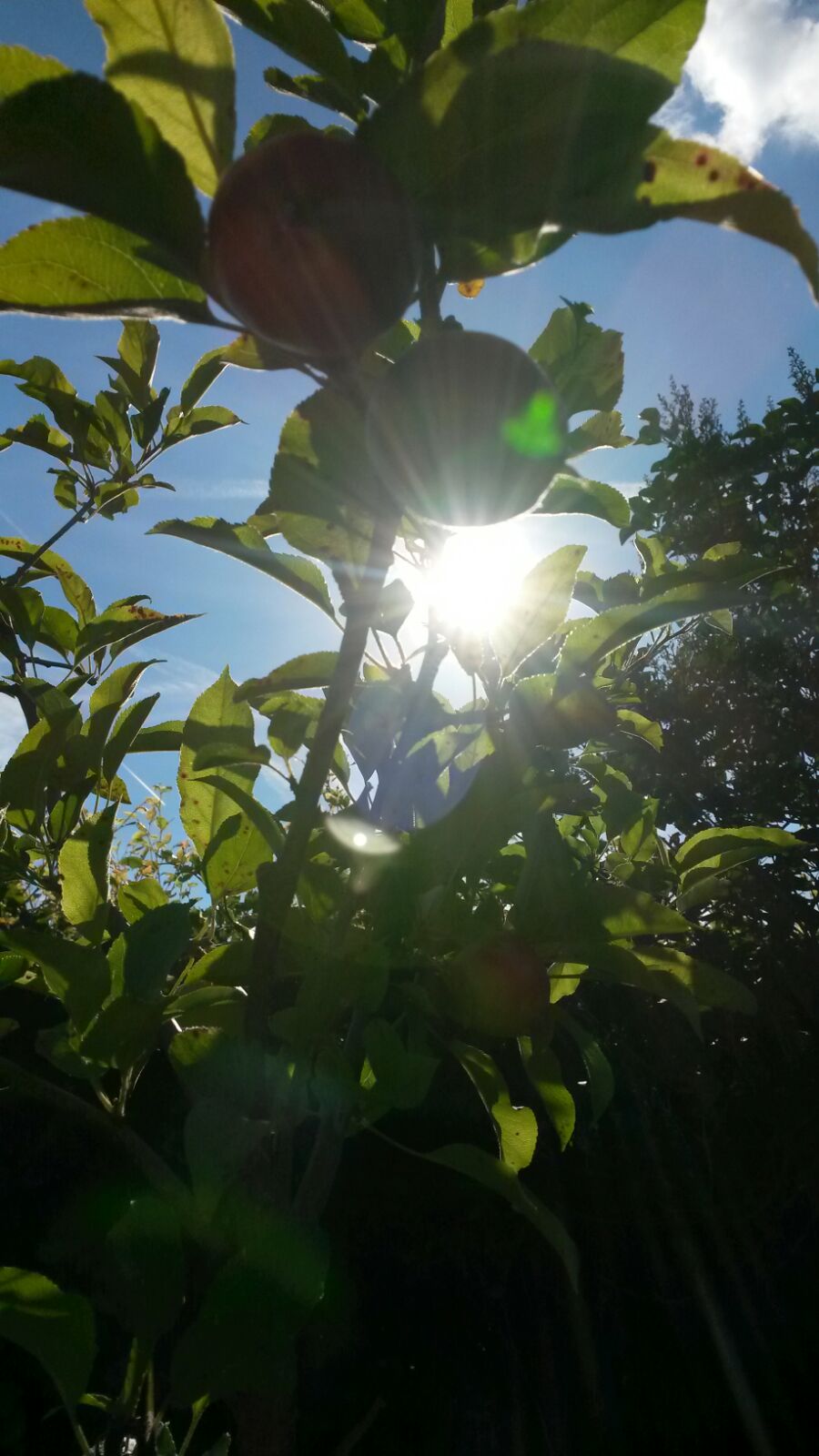 Close-up of a young apple tree, showing branches with apples, the sun shining brightly in the center of the scene, other trees and plants in the background, a bright blue sky with a cloud and vapor trails from commercial airliners